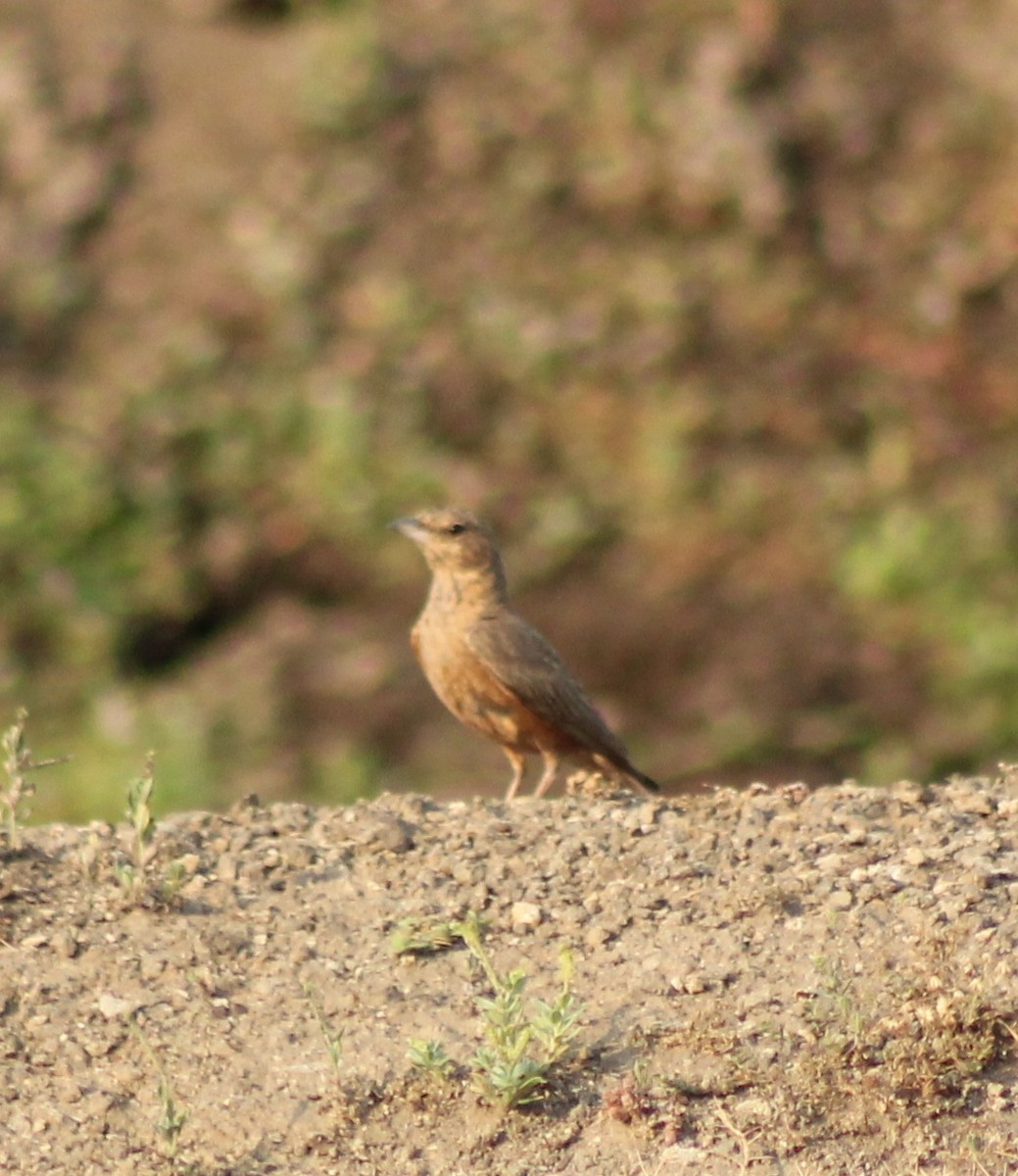 Rufous-tailed Lark - Madhavi Babtiwale