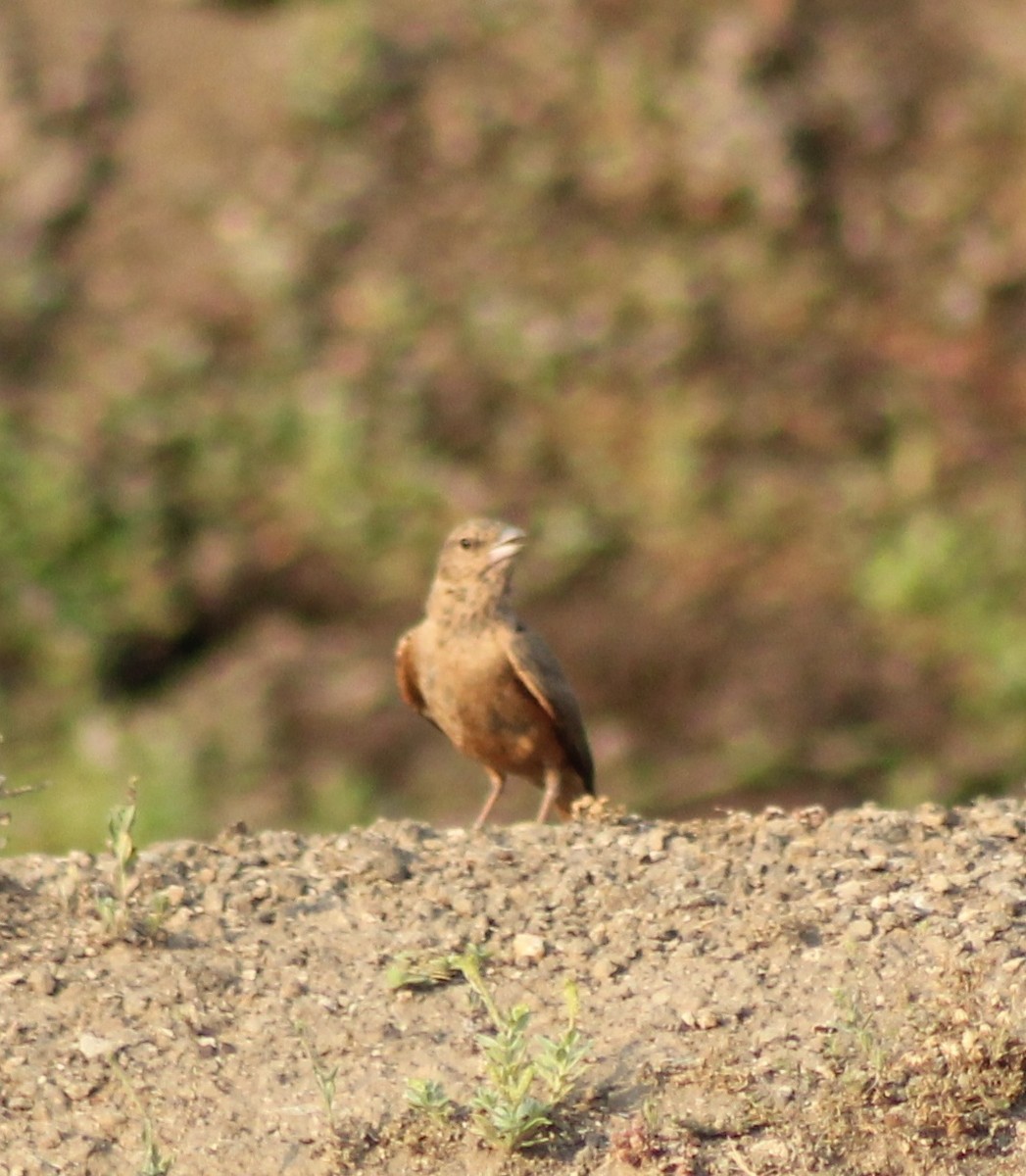 Rufous-tailed Lark - Madhavi Babtiwale