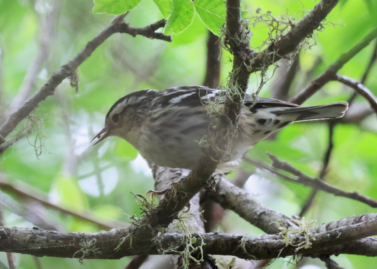 Black-and-white Warbler - ML619286759