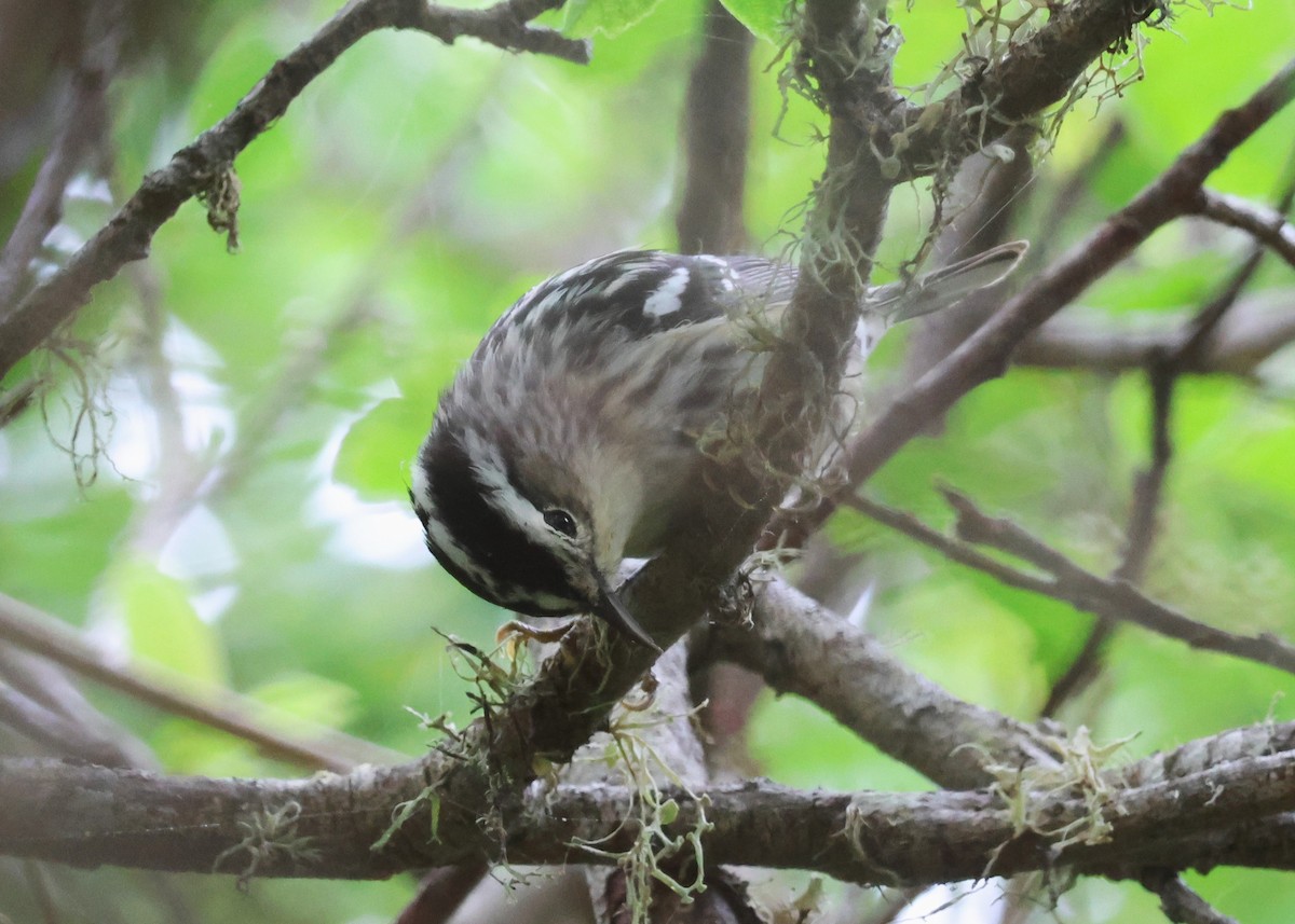Black-and-white Warbler - ML619286760