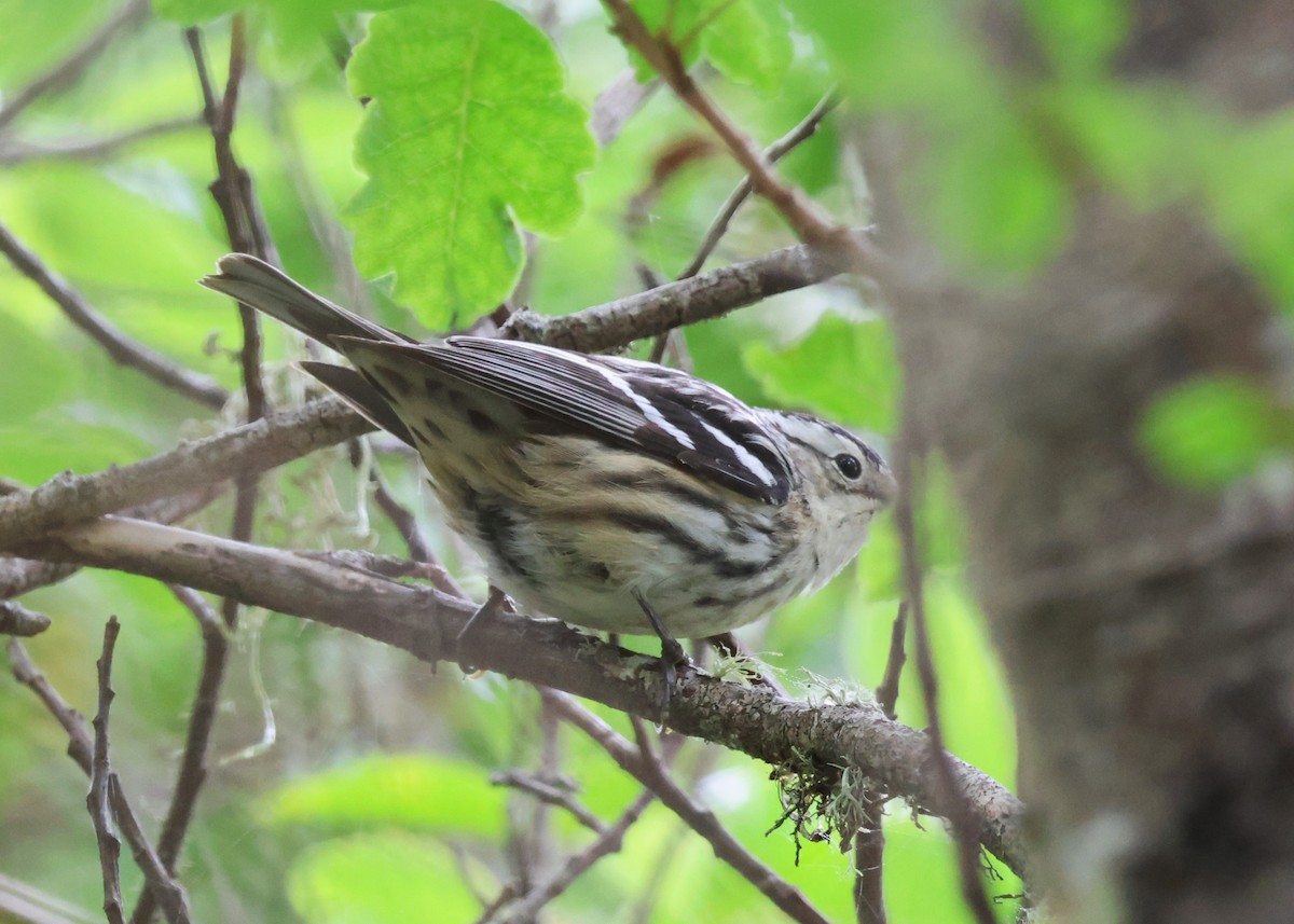 Black-and-white Warbler - ML619286761