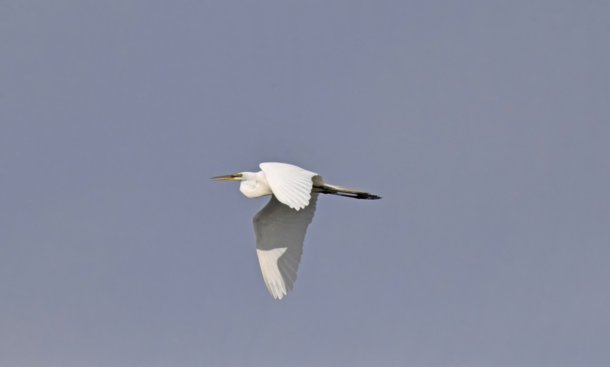 Great Egret - Robert Allie