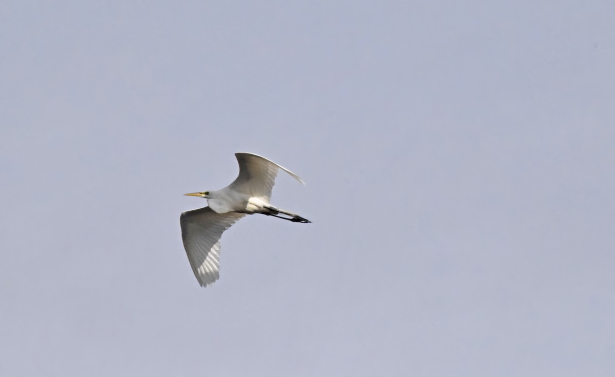 Great Egret - Robert Allie