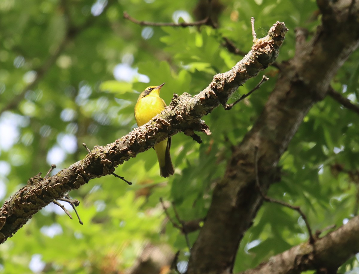 Kentucky Warbler - John Bissell