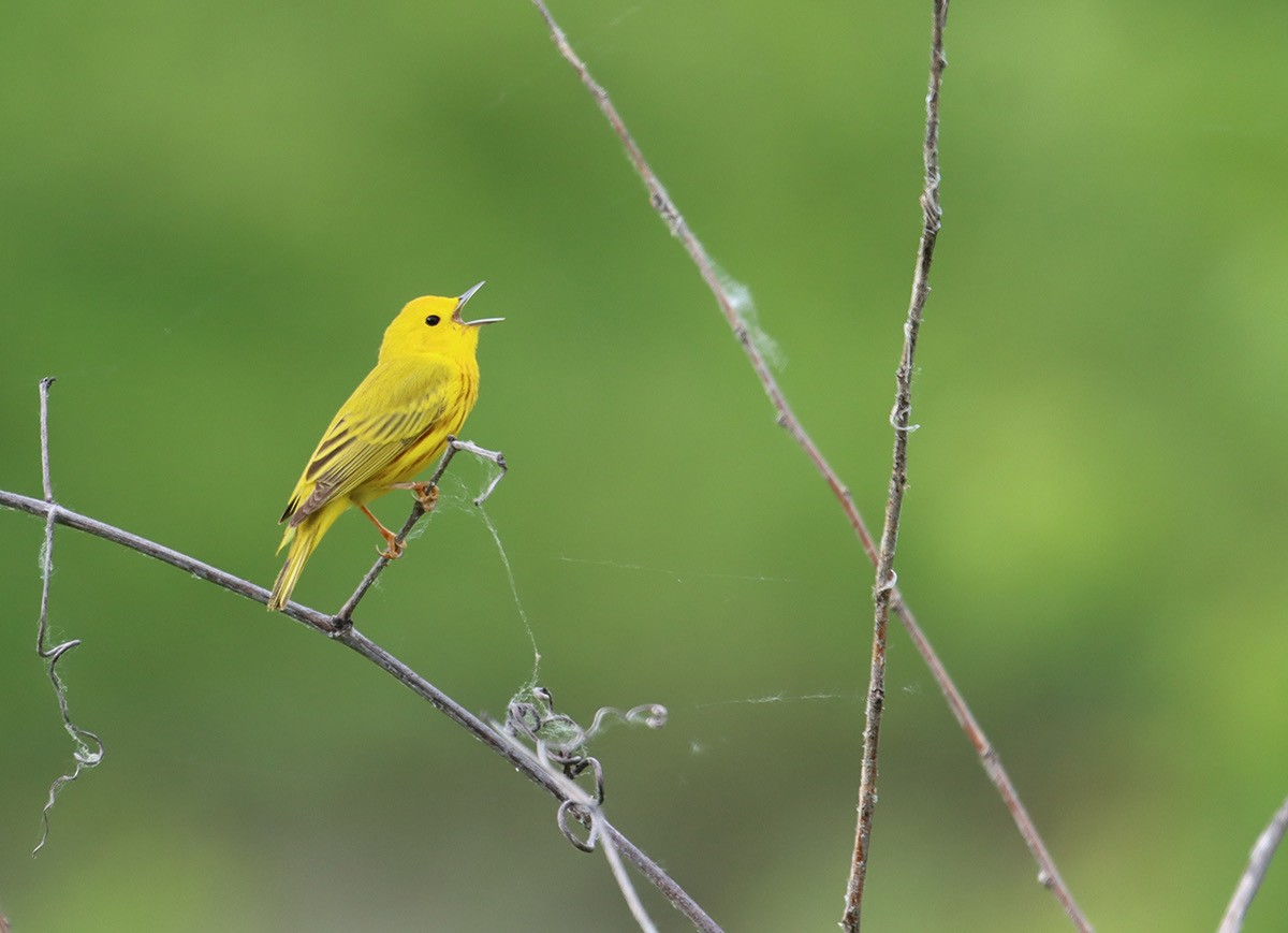 Paruline jaune - ML619286779