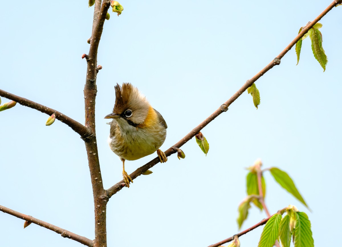 Whiskered Yuhina - Nara Jayaraman