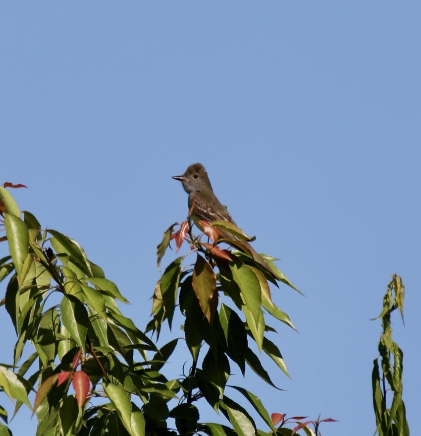 Great Crested Flycatcher - Stacy Elliott