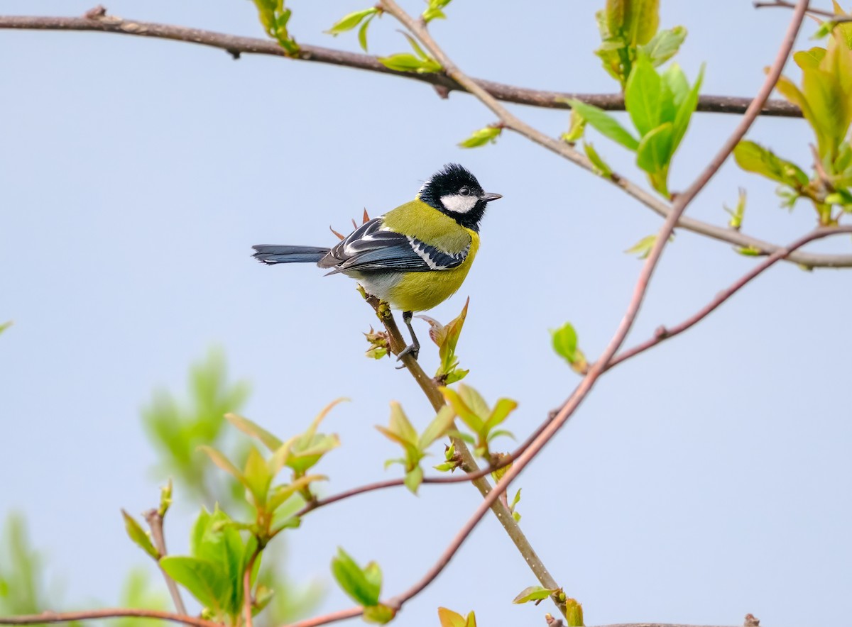 Green-backed Tit - Nara Jayaraman