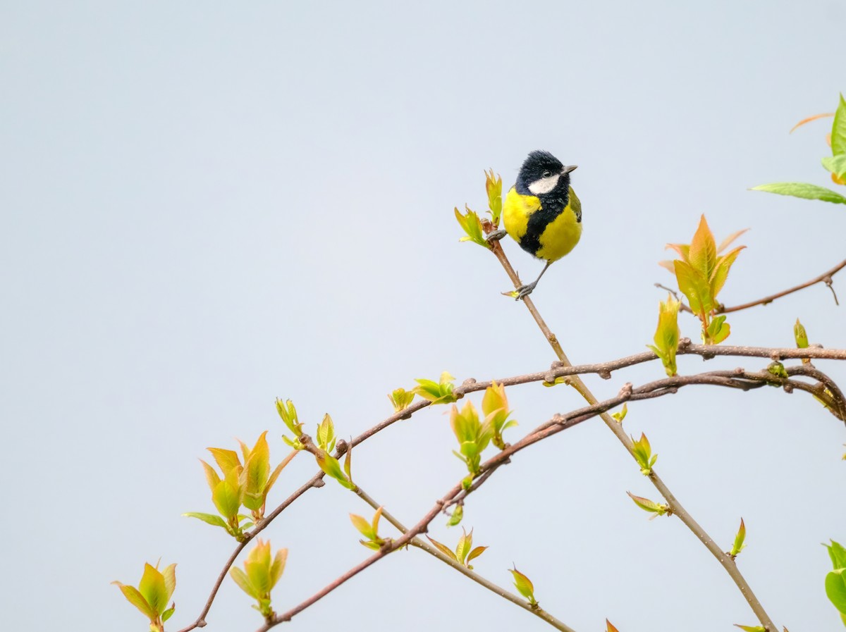 Green-backed Tit - Nara Jayaraman