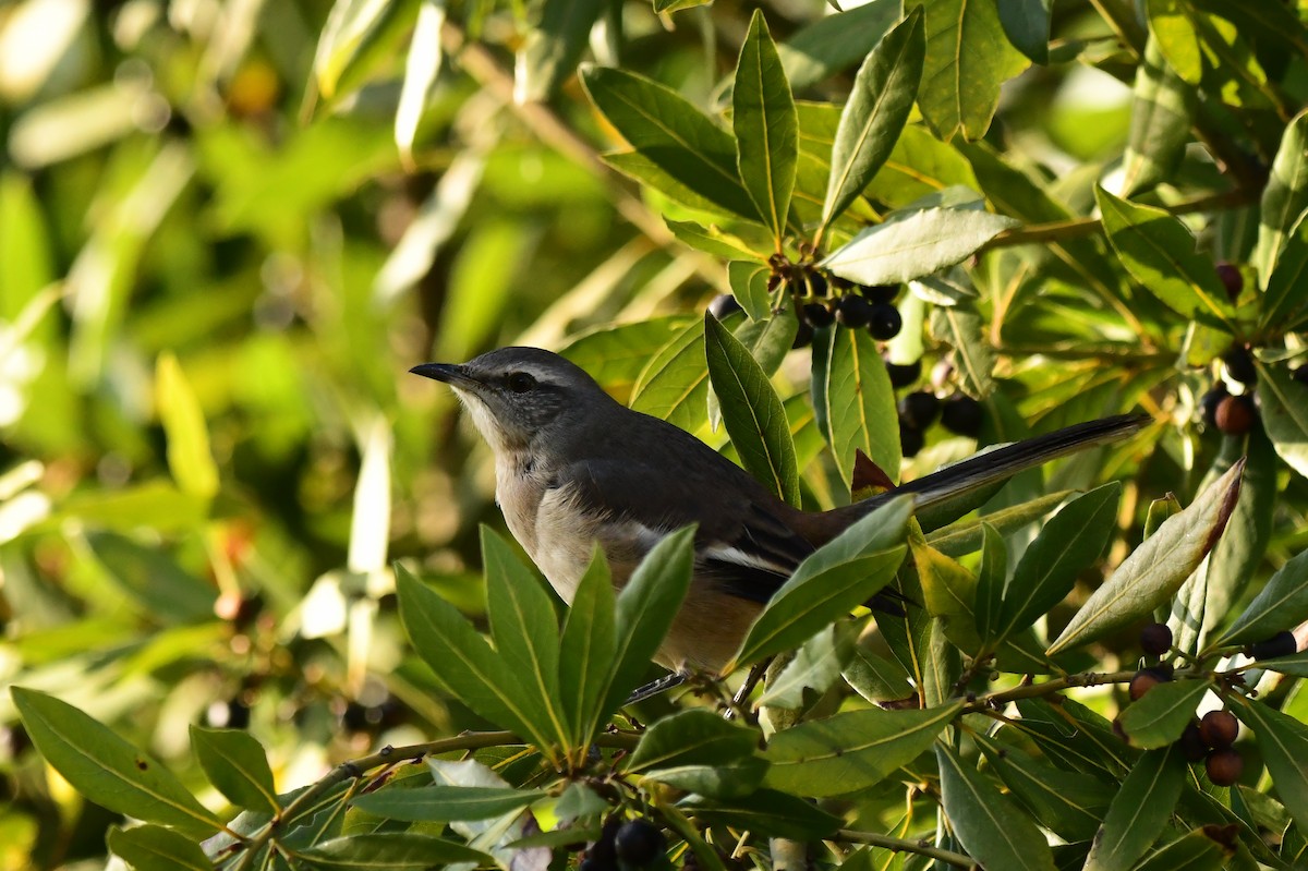 White-banded Mockingbird - Miguel Arribas Tiemblo