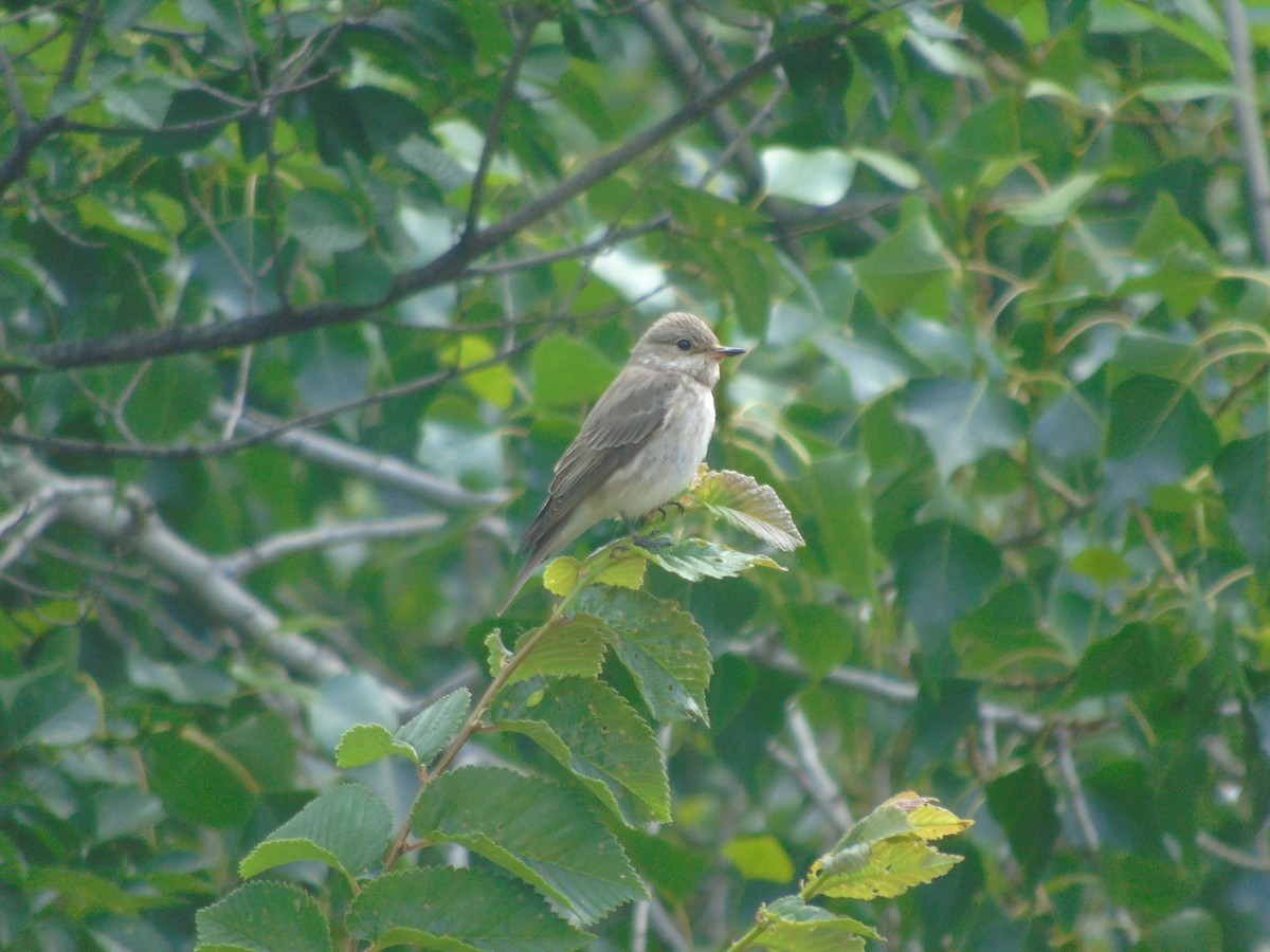 Spotted Flycatcher - Adrián Suárez Rozada