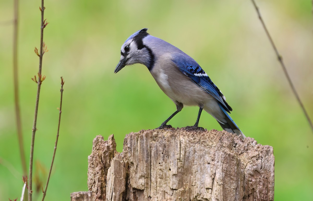 Blue Jay - Channa Jayasinghe