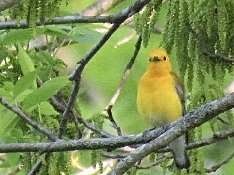 Prothonotary Warbler - ML619286815