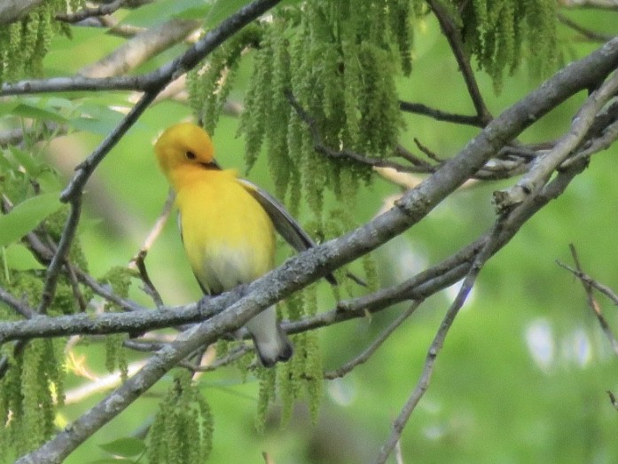 Prothonotary Warbler - ML619286816
