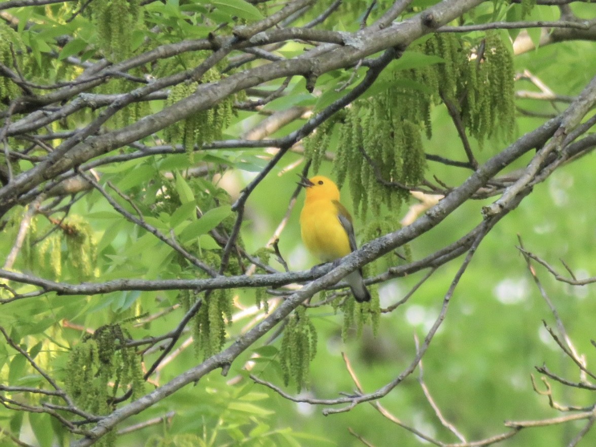 Prothonotary Warbler - ML619286817