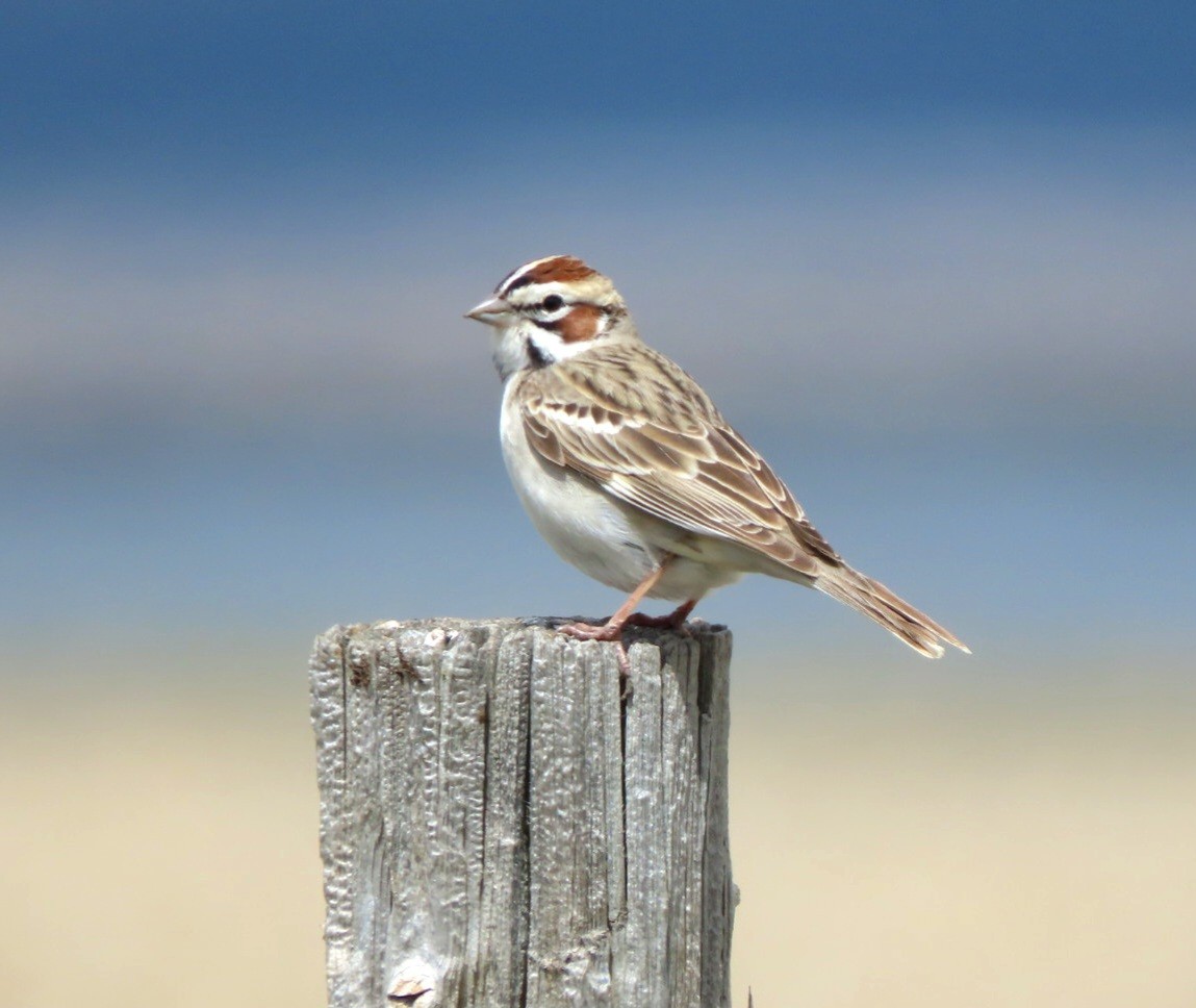 Lark Sparrow - Cathleen Burns