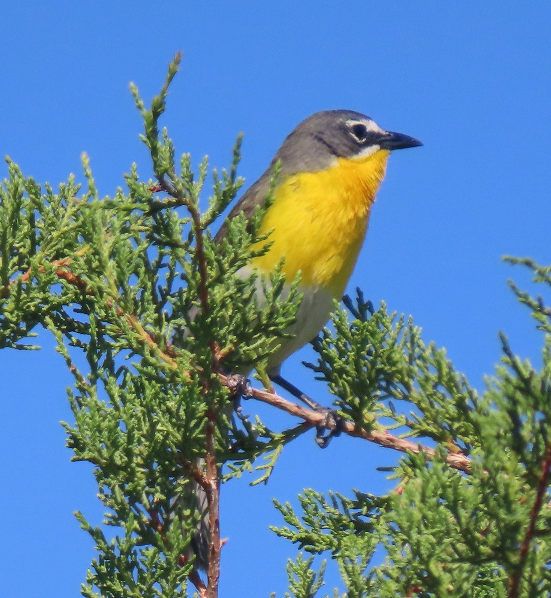 Yellow-breasted Chat - ML619286830