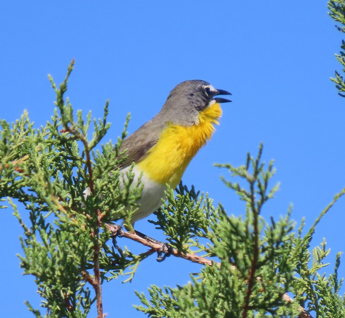 Yellow-breasted Chat - ML619286831