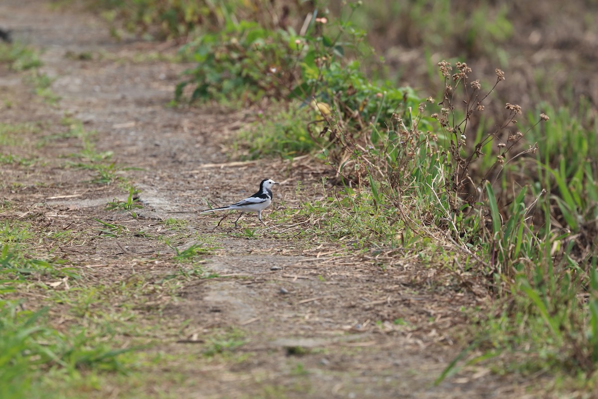 White Wagtail - ML619286848