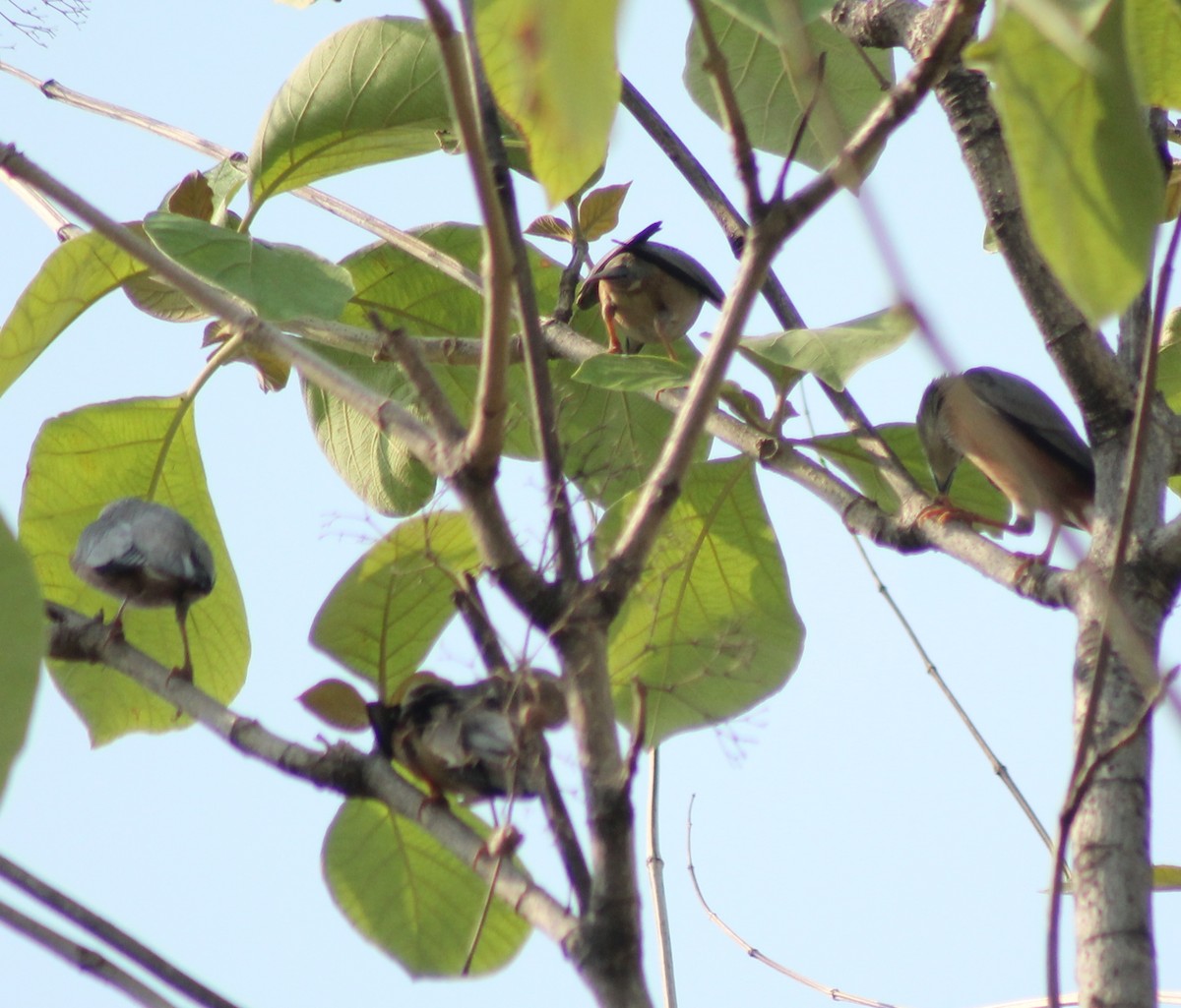 Chestnut-tailed Starling - Madhavi Babtiwale