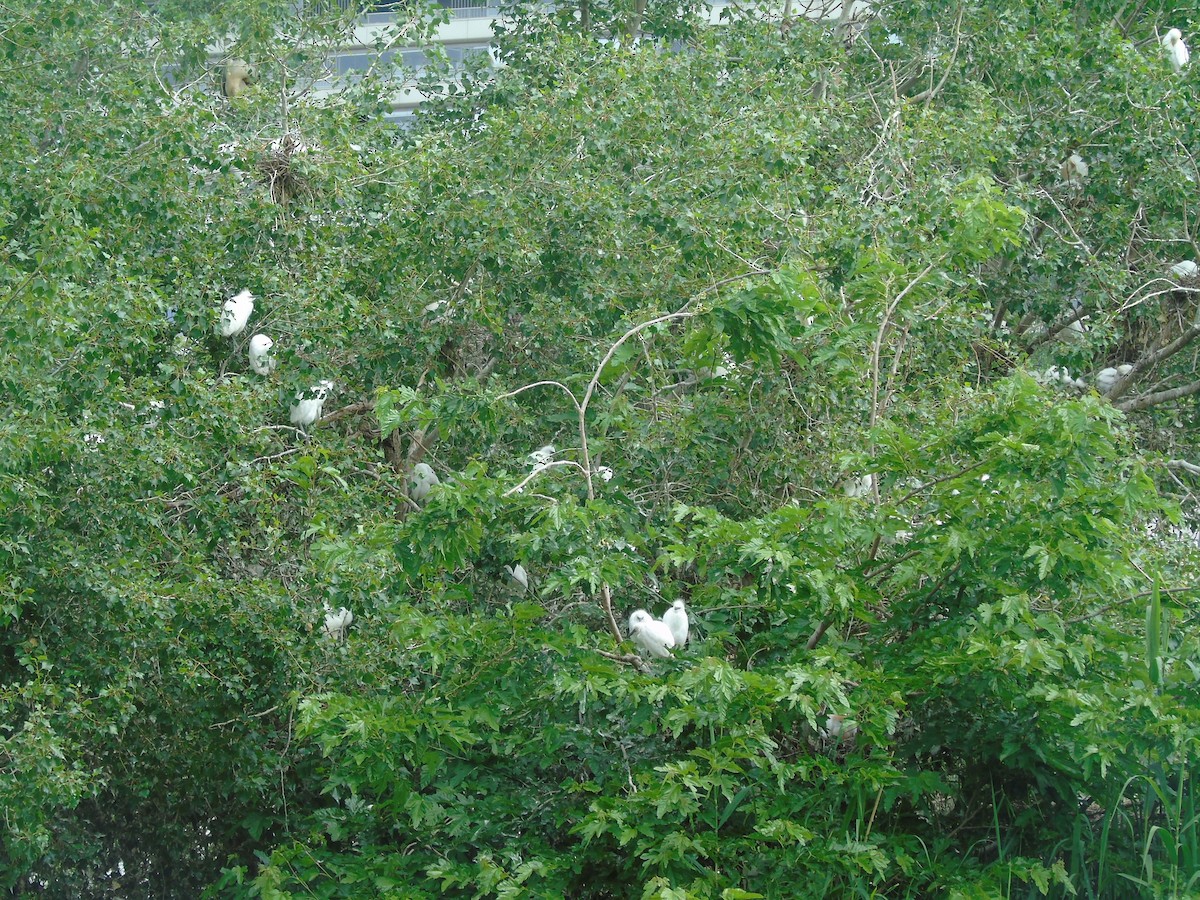 Western Cattle Egret - ML619286853