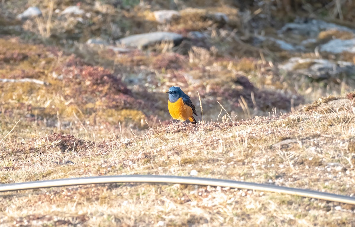 Blue-fronted Redstart - Nara Jayaraman