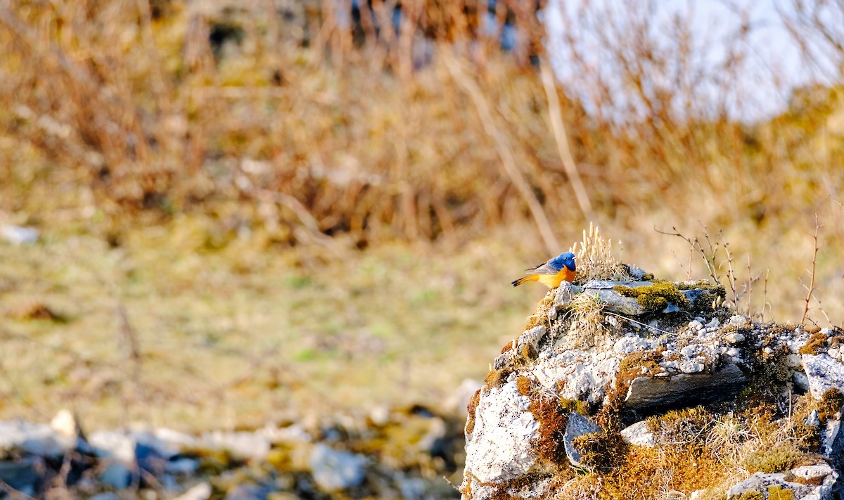 Blue-fronted Redstart - Nara Jayaraman