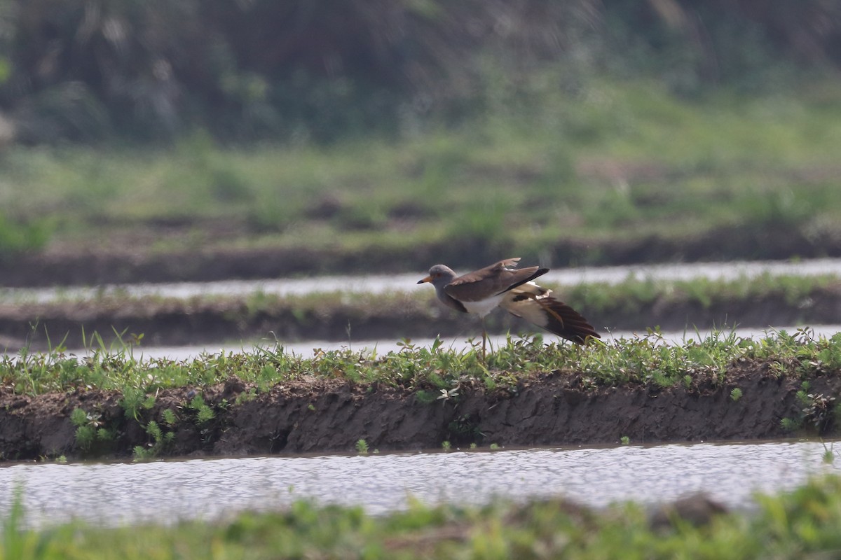 Gray-headed Lapwing - 仲志 羅