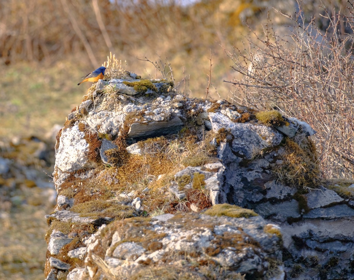 Blue-fronted Redstart - Nara Jayaraman