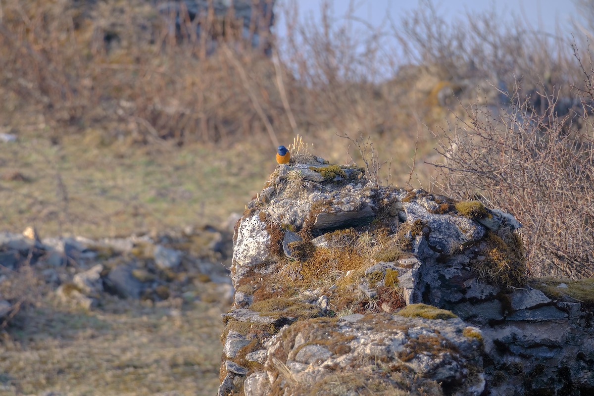 Blue-fronted Redstart - ML619286862