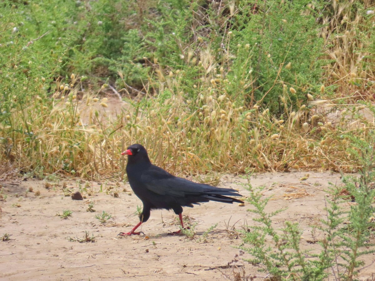 Red-billed Chough - ML619286874