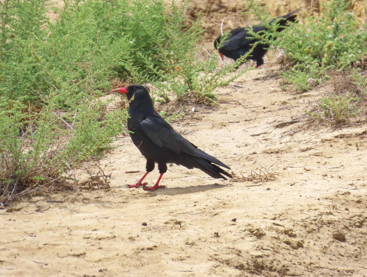 Red-billed Chough - ML619286875