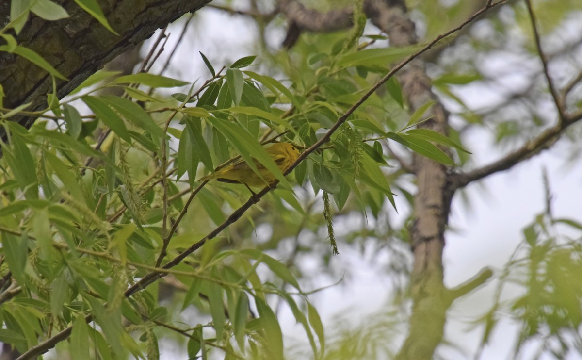 Yellow Warbler - Robert Allie