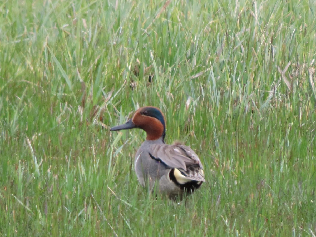 Green-winged Teal - Cathleen Burns
