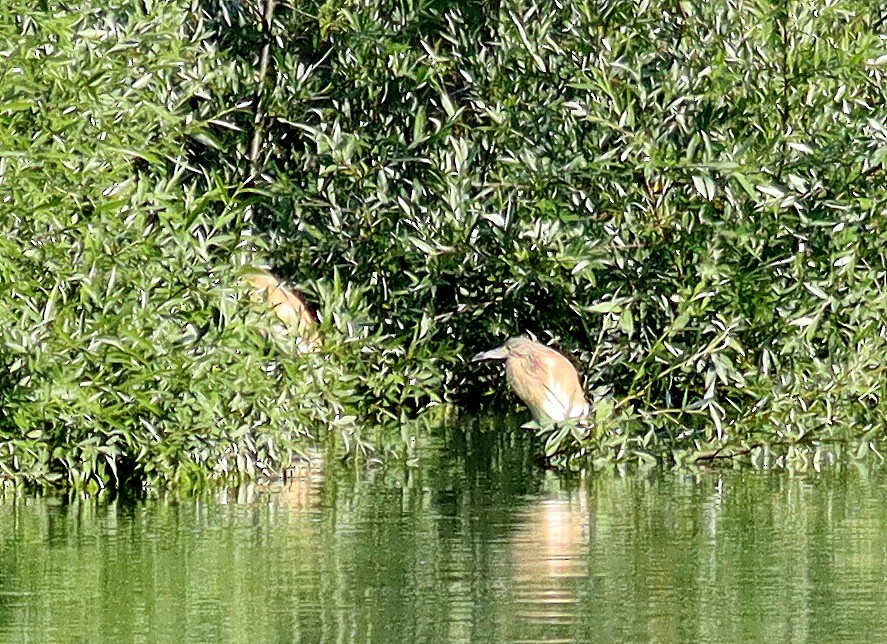 Squacco Heron - José Aurelio Hernández Ruiz