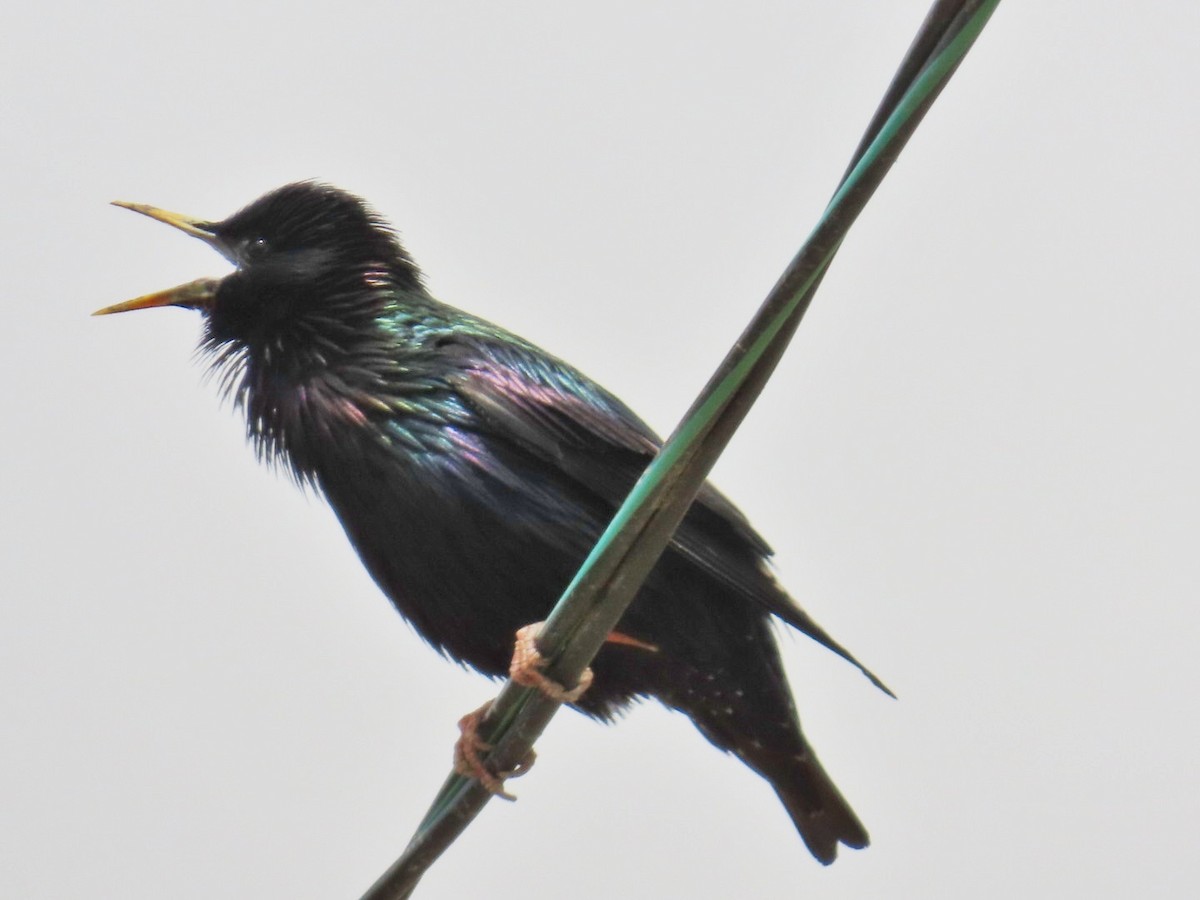 European Starling - ML619286885