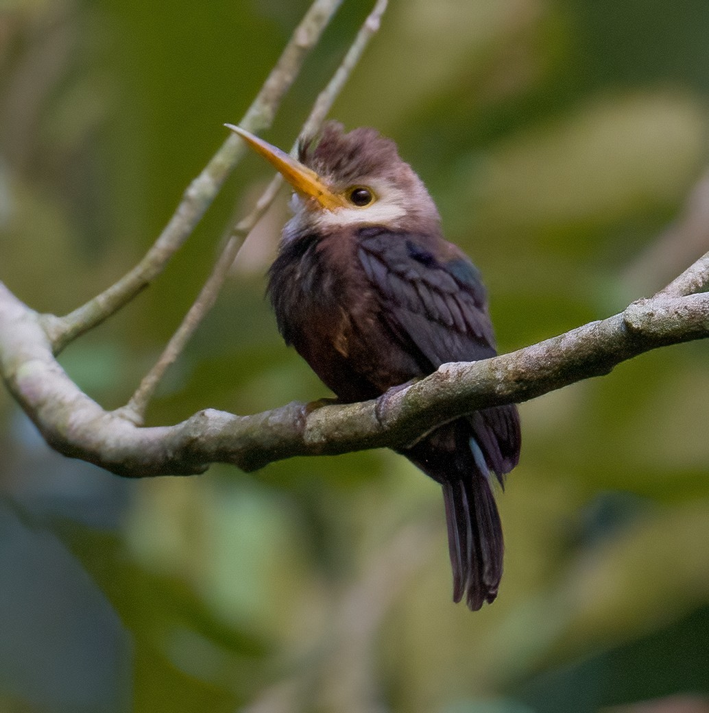 White-throated Jacamar - José Martín