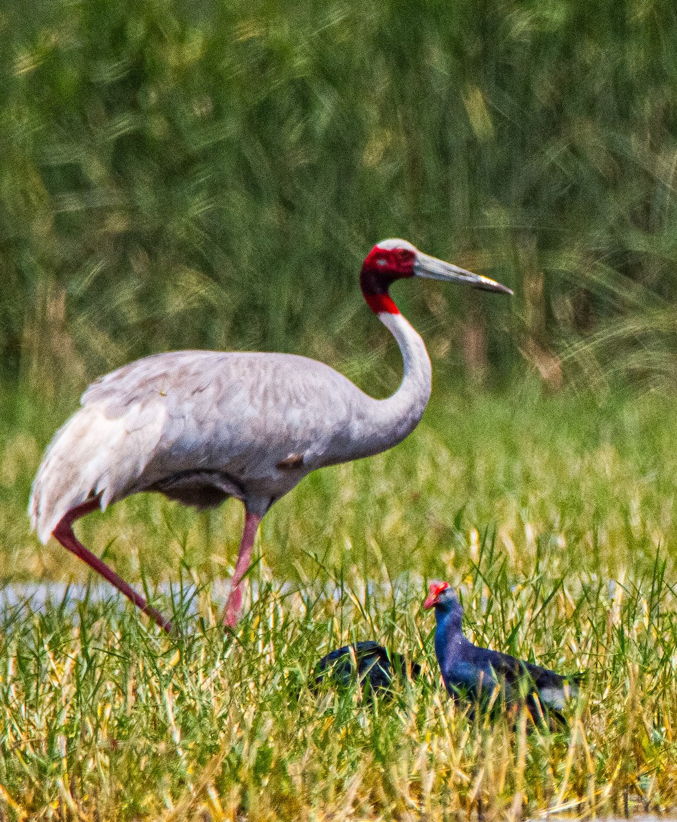 Sarus Crane - ML619286895