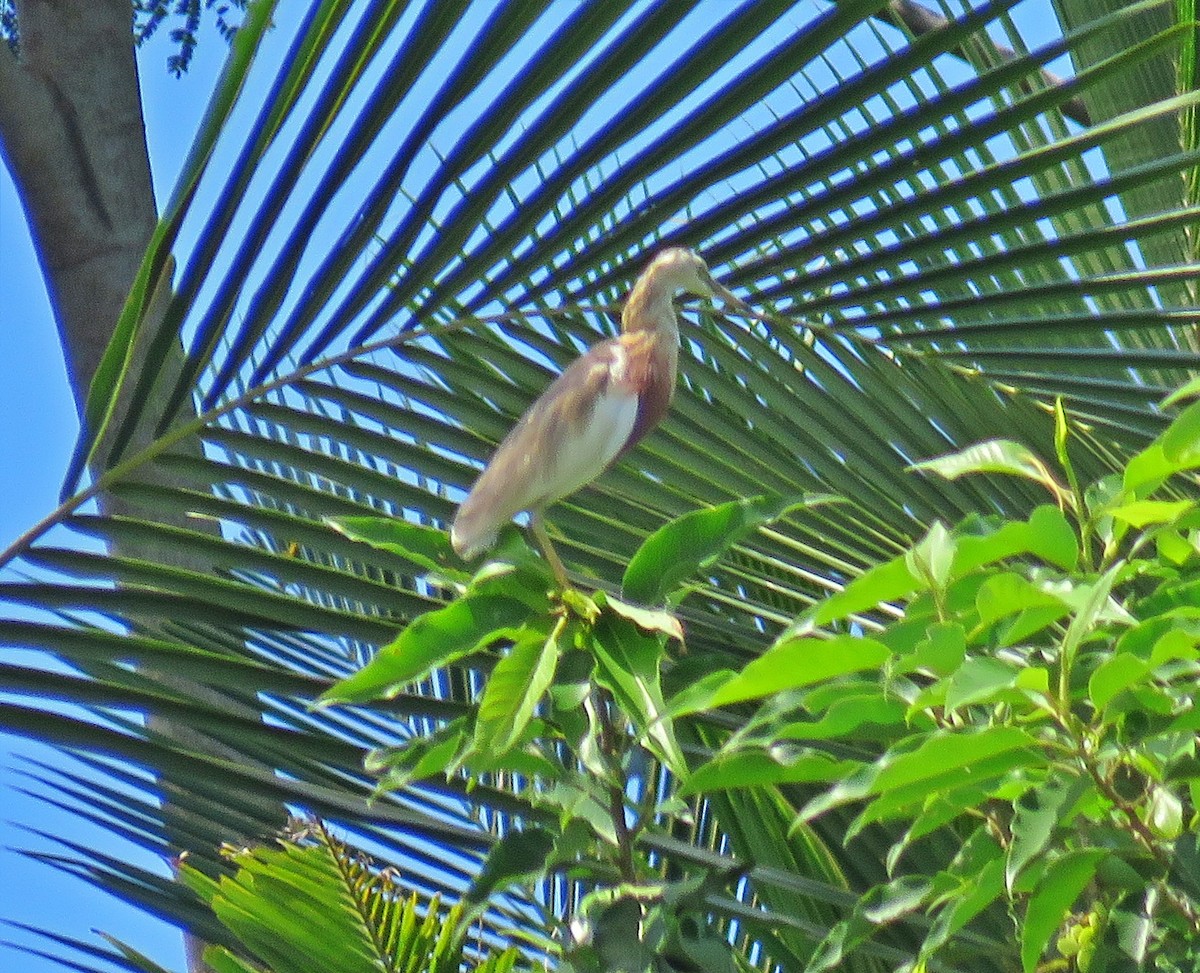 Javan Pond-Heron - ML619286906