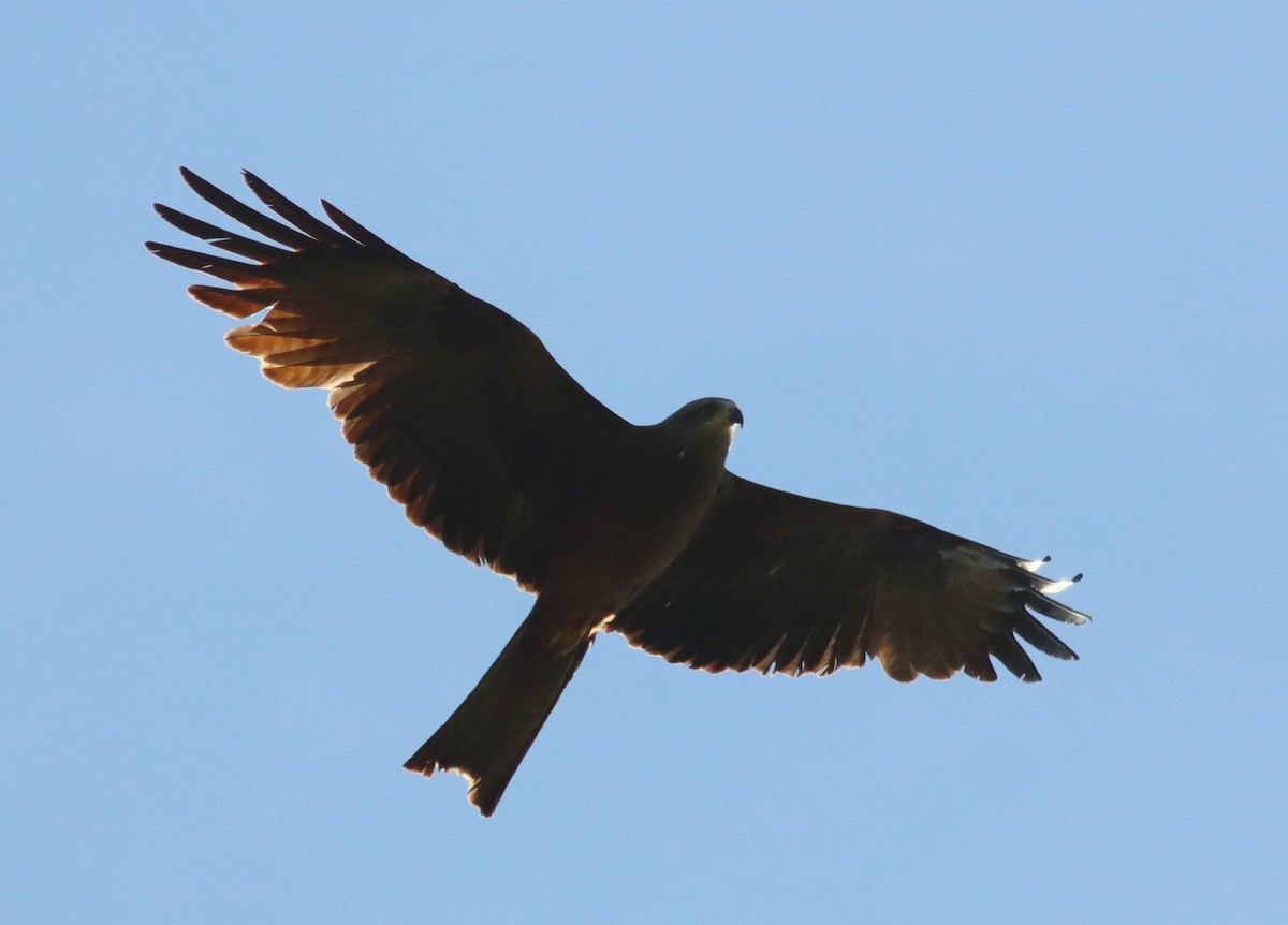 Black Kite - ML619286916