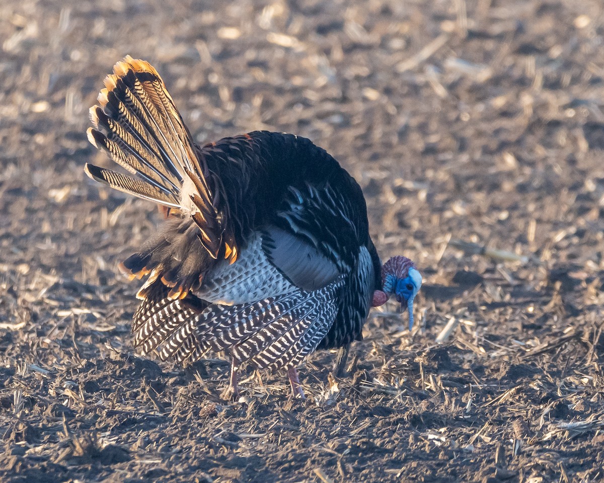 Wild Turkey - Roy Chatburn