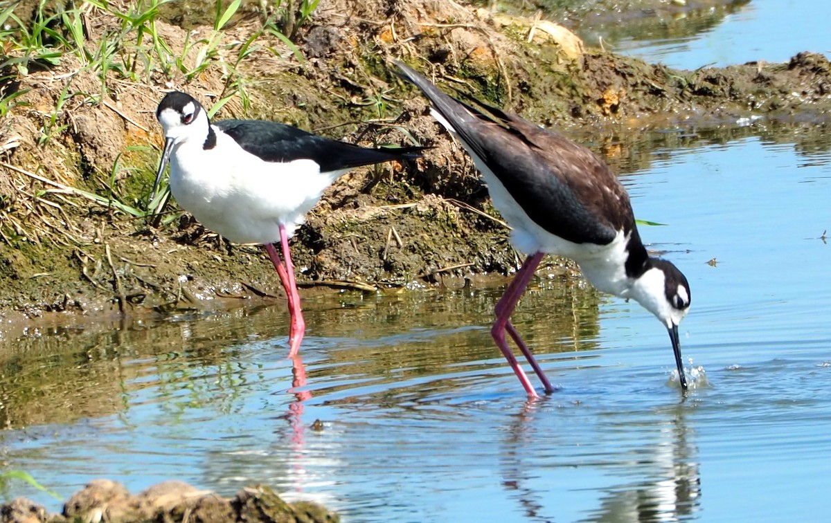 Black-necked Stilt - Jeff Blair