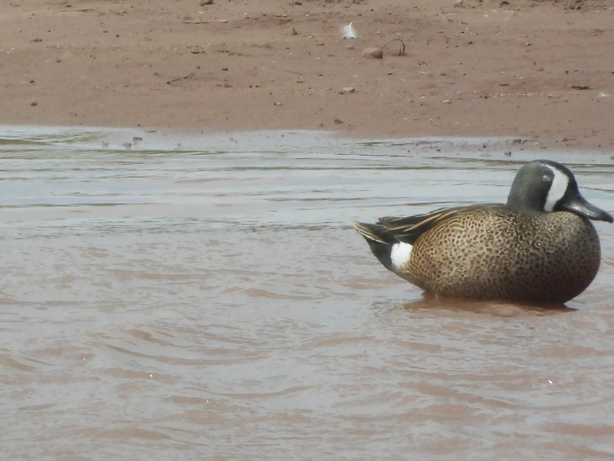 Blue-winged Teal - ML619286928