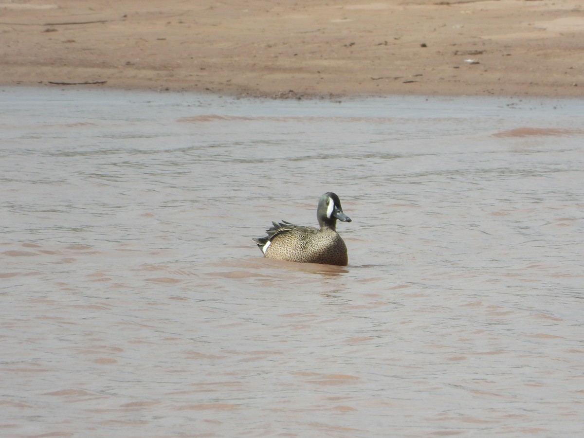 Blue-winged Teal - ML619286929