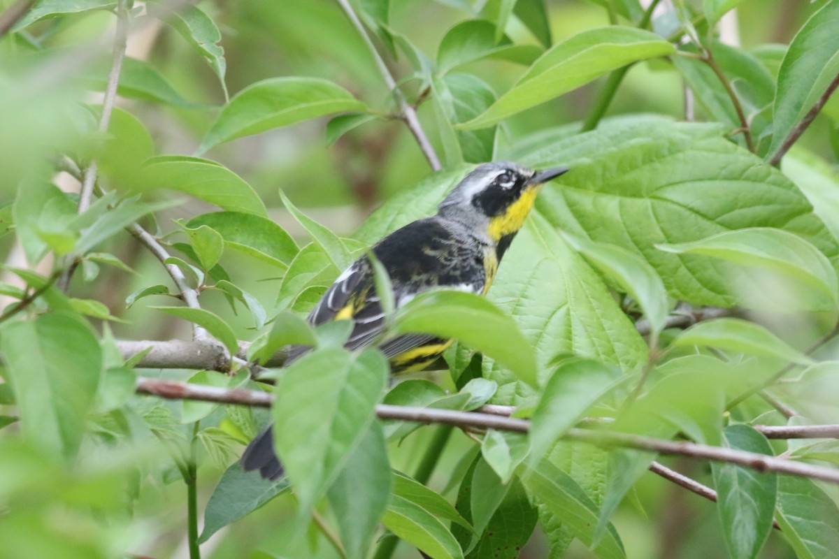 Magnolia Warbler - Clyde Blum