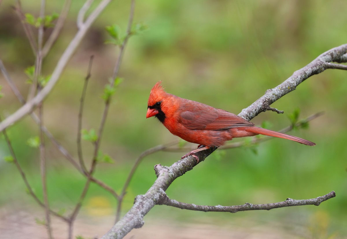 Northern Cardinal - Channa Jayasinghe