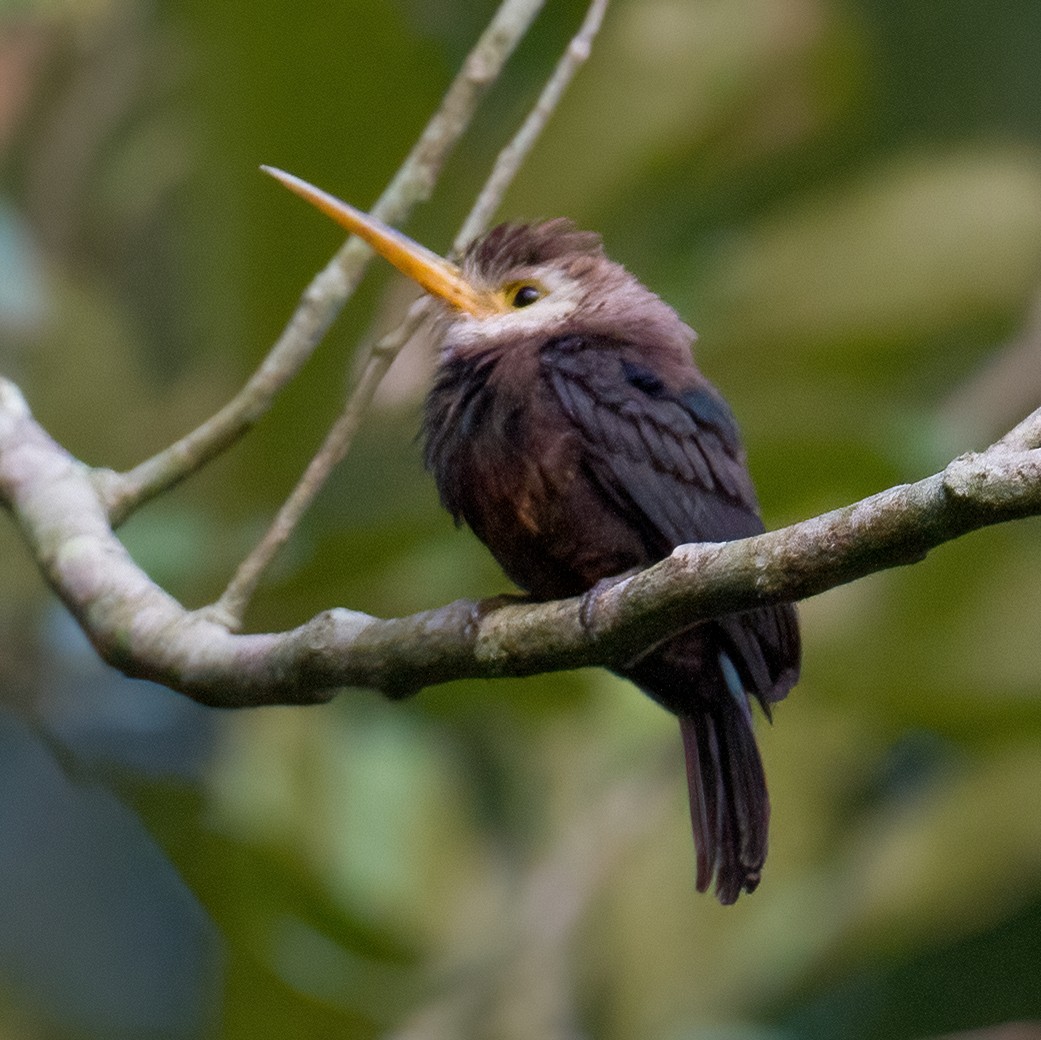 Jacamar à gorge blanche - ML619286972