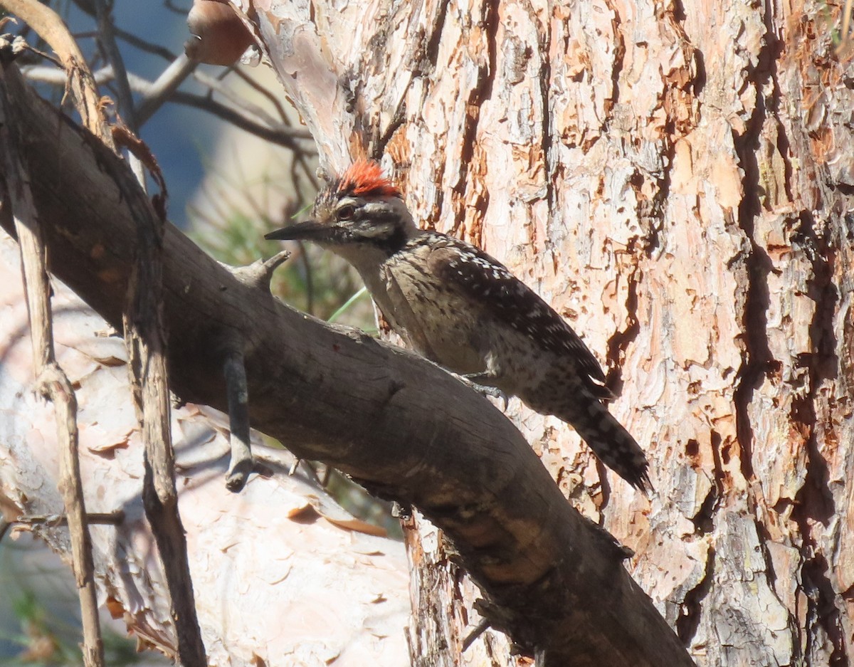 Ladder-backed Woodpecker - Elaine Wagner