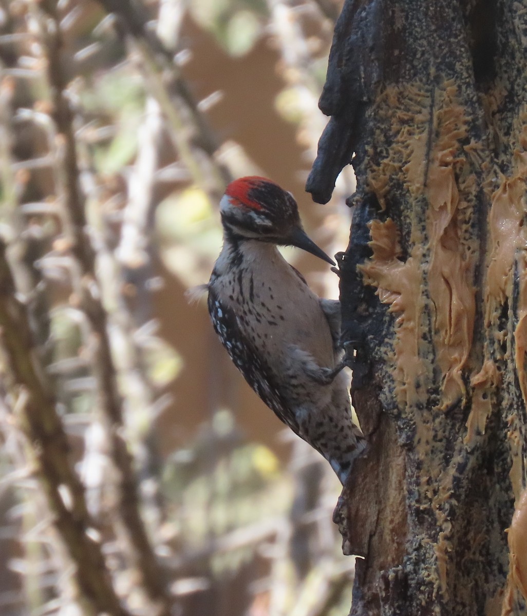 Ladder-backed Woodpecker - Elaine Wagner