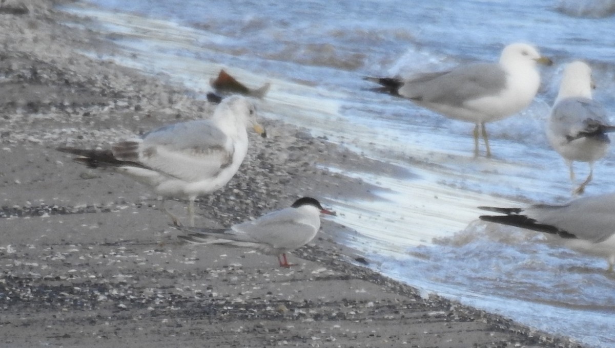 Common Tern - ML619287038